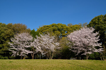 芝生広場の奥に、満開の桜、緑の林、雲一つない青空が見える公園の風景