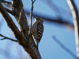 枝に留まるコゲラ