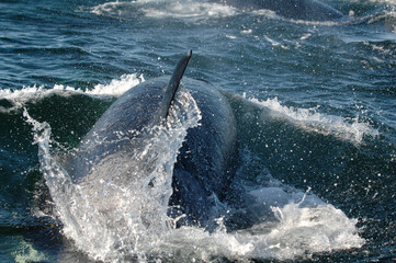 Fototapeta premium Southern resident Orca swimming in the Salish Sea 