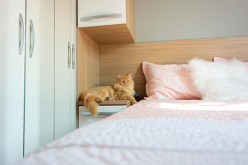 Decoration bedroom with cat