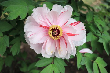 初鳥の綺麗な牡丹の花