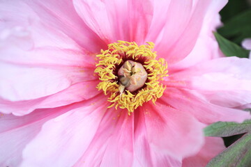 初鳥の牡丹の花びらのアップ