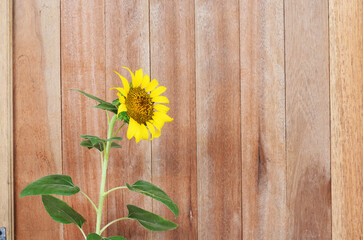 yellow flowers on wooden background