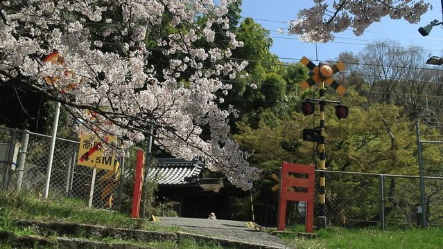 満開の桜と踏切を渡る女性が見える風景