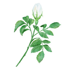 Watercolor hand drawn white wild rose flower bud with green leaves, natural plant branch leaf petal blossom. Elegant floral illustration clipart for wedding design print.