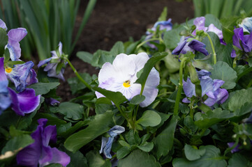 crocuses in the garden