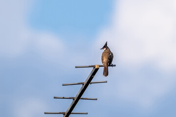 Red-whiskered Bulbul (Pycnonotus jocosus) perching on top of tv antenna.
