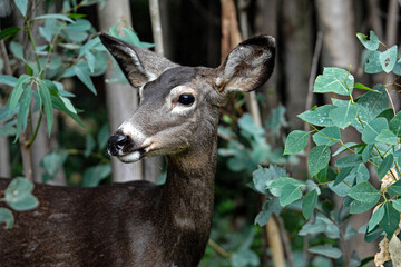 Wild Mule Deer