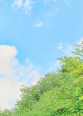 	青空と新緑｜縦位置