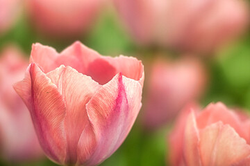 春の庭園は色鮮やかなチューリップの花