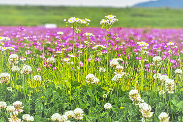 春の野原の色とりどりのお花畑