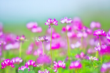春の野原の色とりどりのお花畑