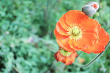 真上から見たポピーの花