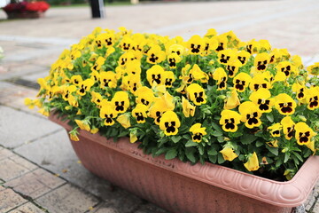 Fototapeta na wymiar 満開に咲く黄色のビオラの花