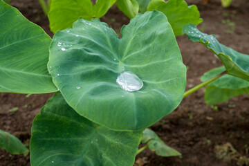里芋の葉に溜まった水滴／雨イメージ