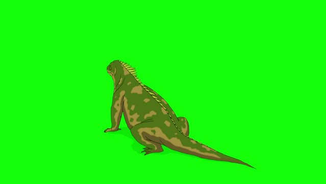 Green iguana back view chroma key