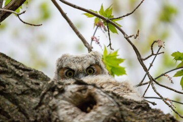 great horned owl