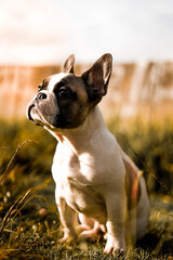 Bulldog Francés en naturaleza, Frenchie blanco con café Pied, French Bulldog en atardecer , foto de perro tierno, fotos de cachorro en atardecer.