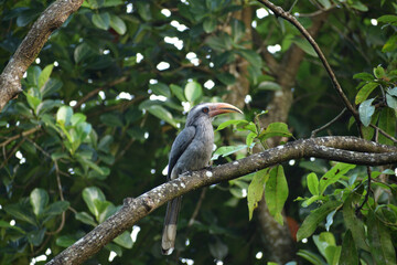 Long beaked bird sitting on a branch of tree