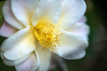 Obraz na płótnie Canvas white yellow camellia flower in bloom in spring