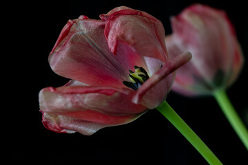 Aging tulip