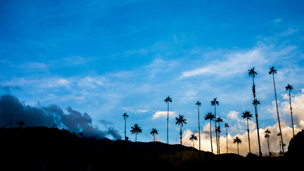 Palma de cera en hora azul, paisaje de naturaleza, atardecer con palmas de fondo, valle del cocora.