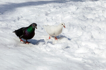 A white pigeon and a black pigeon in the snow.