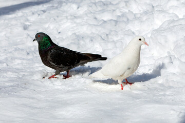 A white pigeon and a black pigeon in the snow.