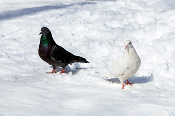 A white pigeon and a black pigeon in the snow.