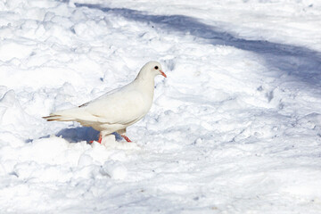 
A white dove on white snow in the park.
