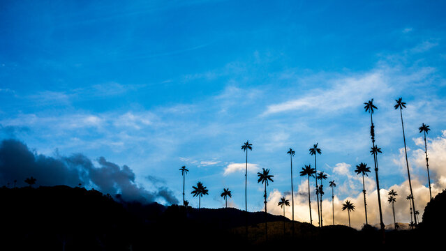 Palma de cera en hora azul, paisaje de naturaleza, atardecer con palmas de fondo, valle del cocora.