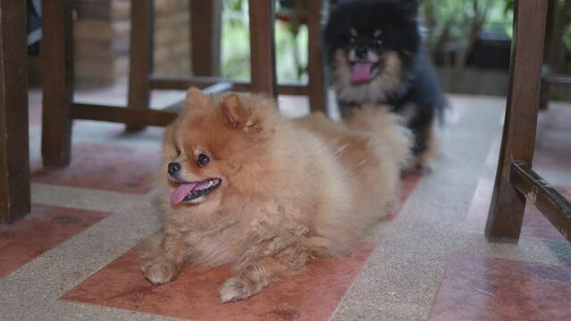 Pomeranian Spitz dog playing on front porch  floor
