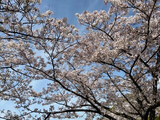 桜