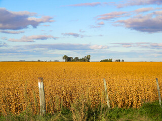 field landscape with mature soybean plantation