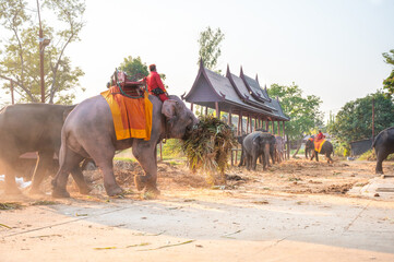 Elephant care facility at Ayutthaya Elephant Palace & Royal Kraal, Ayutthaya, Thailand. - obrazy, fototapety, plakaty
