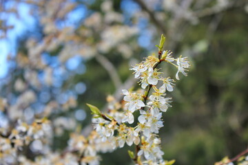 The white blossoming trees in the garden resemble sakura or cherry blossoms.