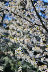 The white blossoming trees in the garden resemble sakura or cherry blossoms.