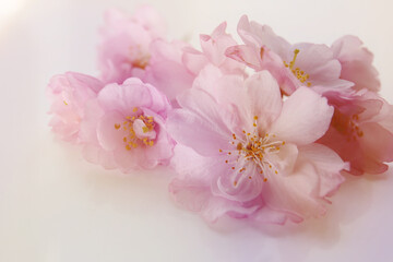 Japanese cherry in bloom in spring. seasonal floral background