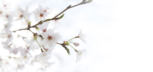 Japanese cherry in bloom in spring. seasonal floral background. banner size