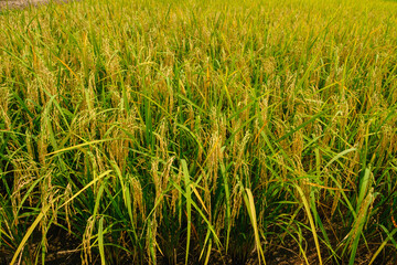 Rice Sprout in Rice field.Rice seedlings green background. agriculture. Rice seedlings cultivate