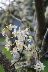 The white blossoming trees in the garden resemble sakura or cherry blossoms.
