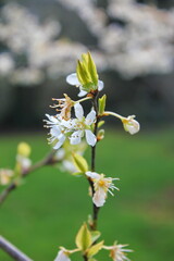 The white blossoming trees in the garden resemble sakura or cherry blossoms.