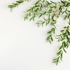 Eucalyptus branches frame top view on a white background with copy space .floral card. 