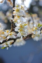 The white blossoming trees in the garden resemble sakura or cherry blossoms.