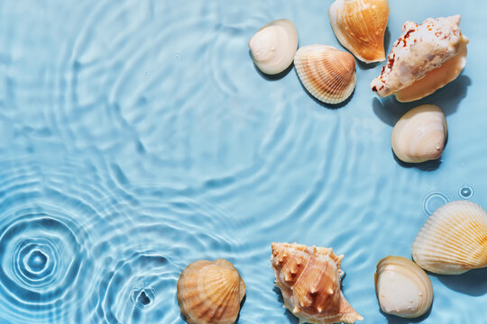 Transparent water sea shells background. Backdrop for natural cosmetic, beauty, sun protection, spa products presentation