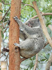 木の上で眠るコアラ