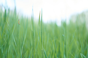 Beautiful green grass closeup shot