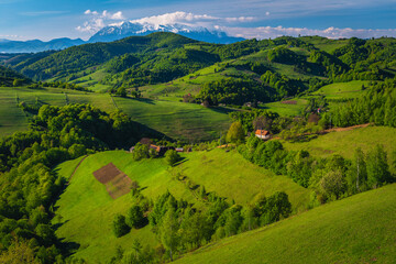 Fototapeta na wymiar Summer scenery with green fields and snowy mountains, Holbav, Romania