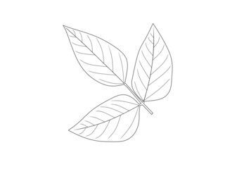 The soybean, soy bean, or soya bean (Glycine max) leaf isolated on white background