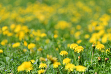春　一面のタンポポ